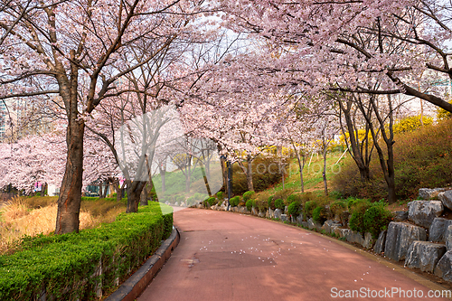 Image of Blooming sakura cherry blossom alley in park