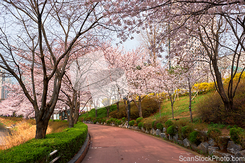 Image of Blooming sakura cherry blossom alley in park