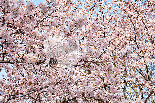 Image of Blooming sakura cherry blossom