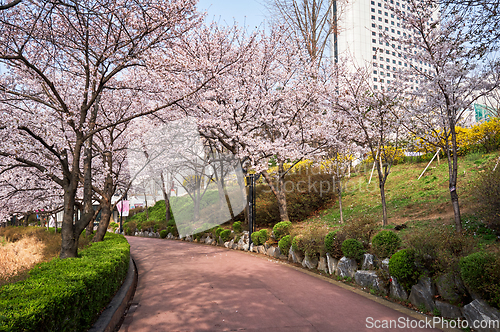 Image of Blooming sakura cherry blossom alley in park