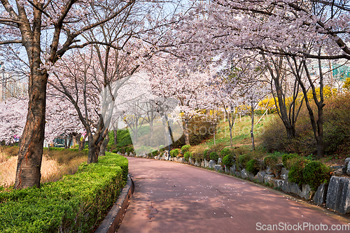 Image of Blooming sakura cherry blossom alley in park