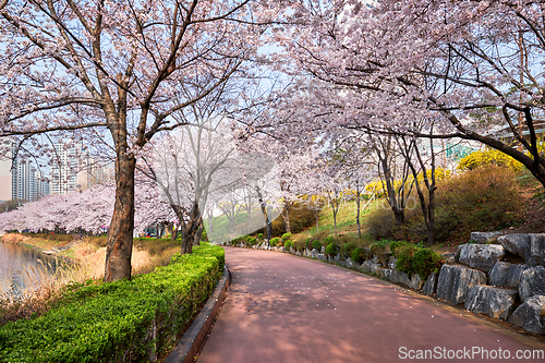 Image of Blooming sakura cherry blossom alley in park