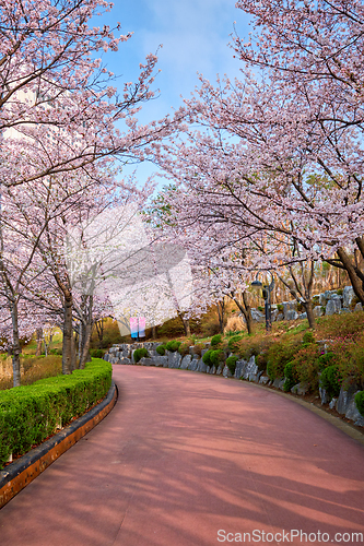 Image of Blooming sakura cherry blossom alley in park