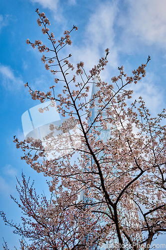 Image of Blooming sakura cherry blossom alley in park