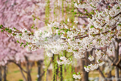 Image of Blooming sakura cherry blossom