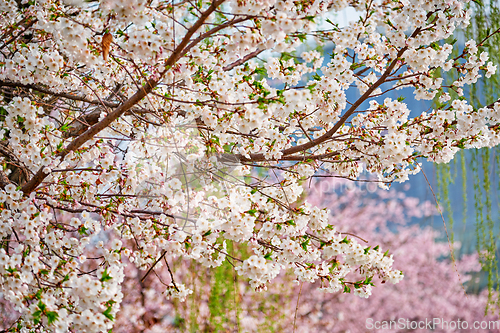 Image of Blooming sakura cherry blossom