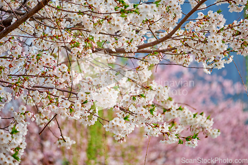 Image of Blooming sakura cherry blossom