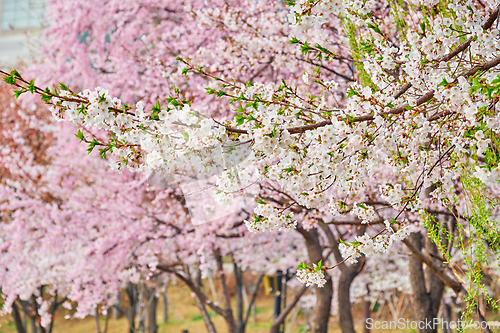 Image of Blooming sakura cherry blossom