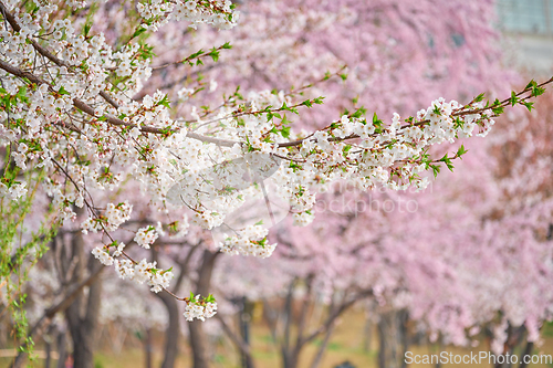 Image of Blooming sakura cherry blossom