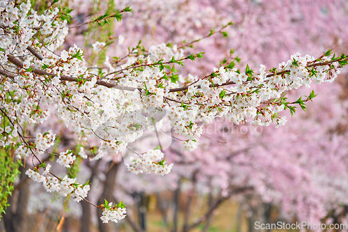 Image of Blooming sakura cherry blossom