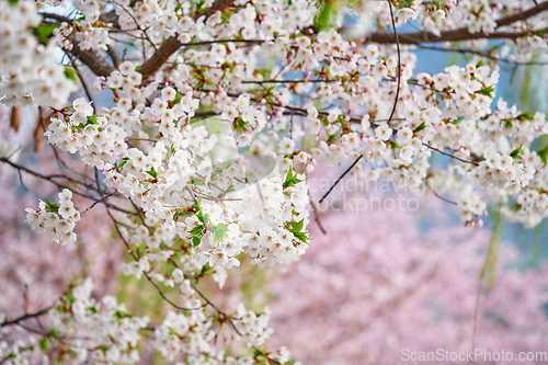 Image of Blooming sakura cherry blossom