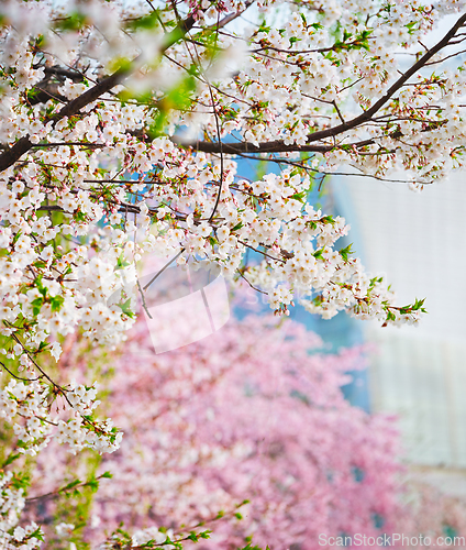 Image of Blooming sakura cherry blossom