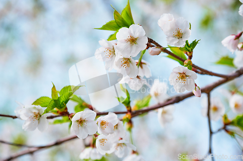 Image of Blooming sakura cherry blossom