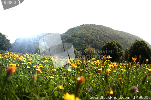 Image of Flowers landscape