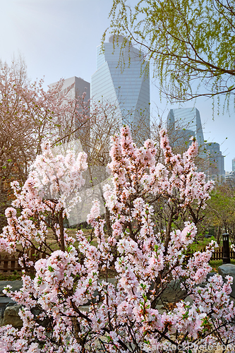 Image of Yeouido Park in Seoul, Korea