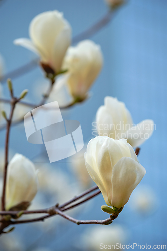 Image of Blloming flowers on a tree in spring