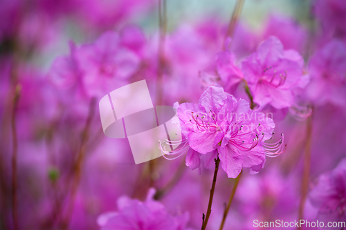 Image of Rhododendron Mucronulatum Korean Rhododendron flower