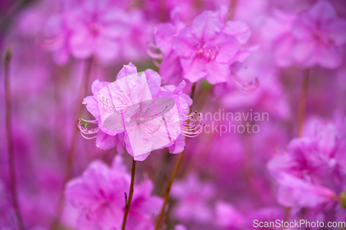 Image of Rhododendron Mucronulatum Korean Rhododendron flower