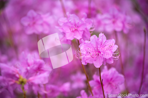 Image of Rhododendron Mucronulatum Korean Rhododendron flower