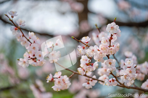 Image of Blooming sakura cherry blossom