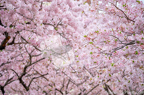 Image of Blooming sakura cherry blossom