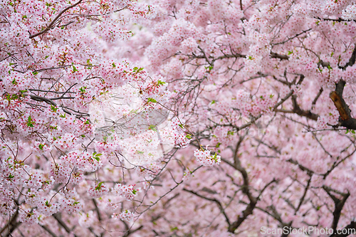 Image of Blooming sakura cherry blossom