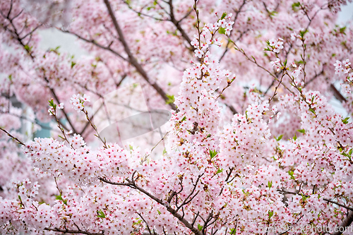 Image of Blooming sakura cherry blossom