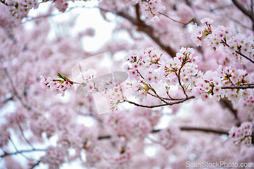 Image of Blooming sakura cherry blossom