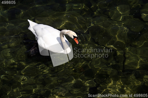 Image of Swan