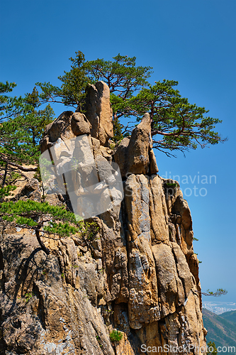 Image of Pine tree and rock cliff , Seoraksan National Park, South Korea