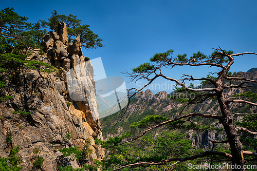 Image of Pine tree and rock cliff , Seoraksan National Park, South Korea