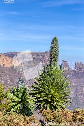 Image of Giant lobelia in Semien or Simien Mountains, Ethiopia