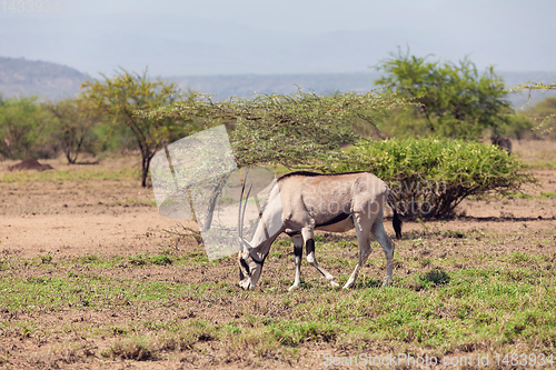 Image of East African oryx, Awash Ethiopia