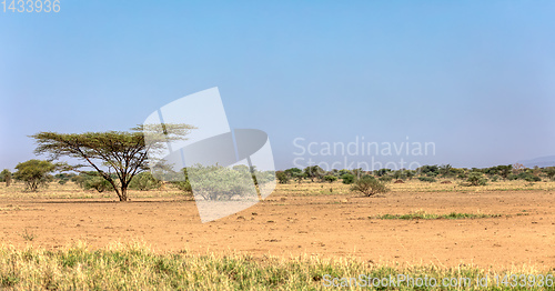 Image of savanna in the Awash National Park, Ethiopia