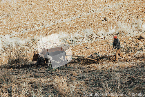 Image of Ethiopian farmer plows fields with cows