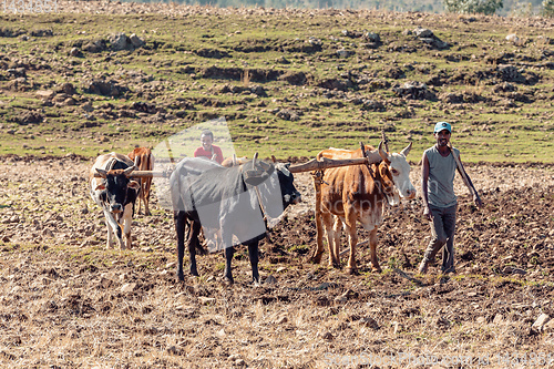 Image of Ethiopian farmer plows fields with cows