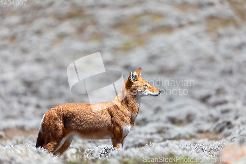 Image of ethiopian wolf, Canis simensis, Ethiopia