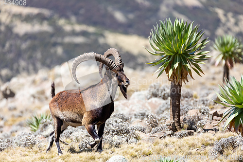 Image of rare Walia ibex in Simien Mountains Ethiopia