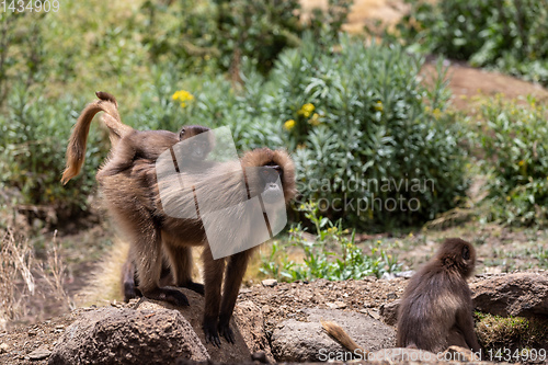 Image of endemic Gelada in Simien mountain, Etiopia