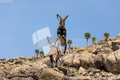 Image of rare Walia ibex in Simien Mountains Ethiopia