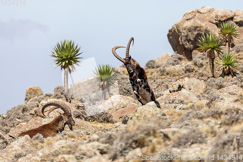 Image of rare Walia ibex in Simien Mountains Ethiopia