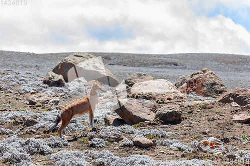 Image of ethiopian wolf, Canis simensis, Ethiopia