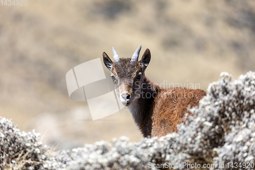 Image of rare Walia ibex in Simien Mountains Ethiopia