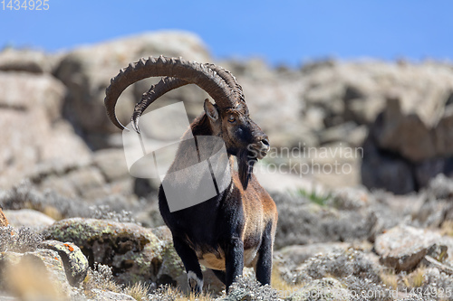 Image of rare Walia ibex in Simien Mountains Ethiopia