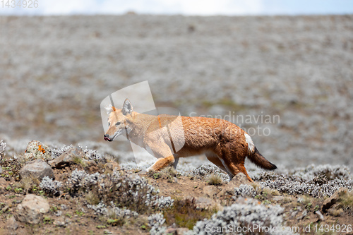 Image of ethiopian wolf, Canis simensis, Ethiopia