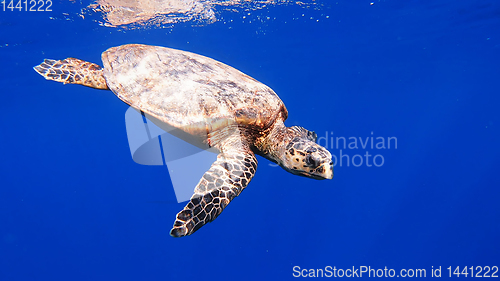 Image of cute green sea turtle (Chelonia mydas)