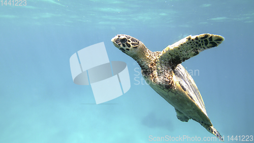 Image of cute green sea turtle (Chelonia mydas)