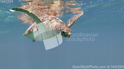 Image of cute green sea turtle (Chelonia mydas)
