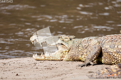 Image of big nile crocodile, Awash Falls Ethiopia