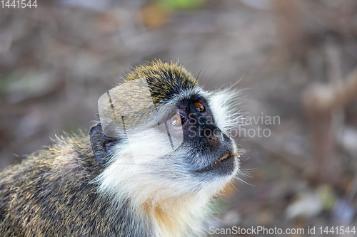 Image of Vervet monkey in Awash, Ethiopia